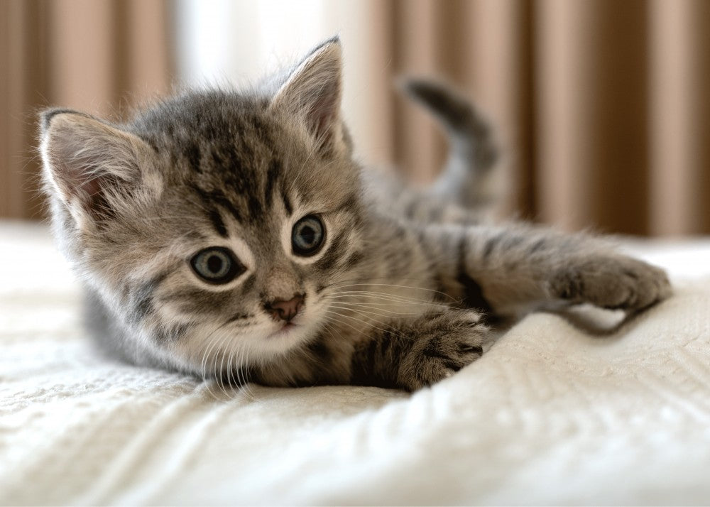 polareno odeqlo kote