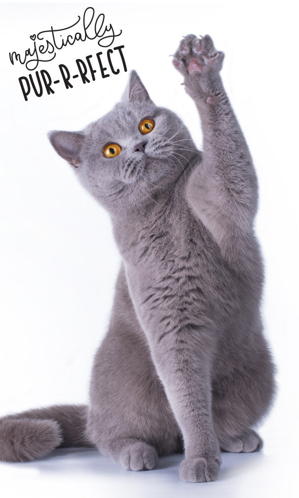 Котка Pur-r-reft hand and face хавлия, хавлия 30x50см