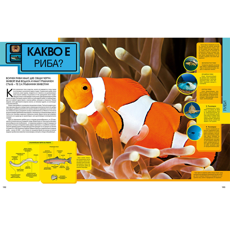 Ученически пособия аксесоари и образователни книги