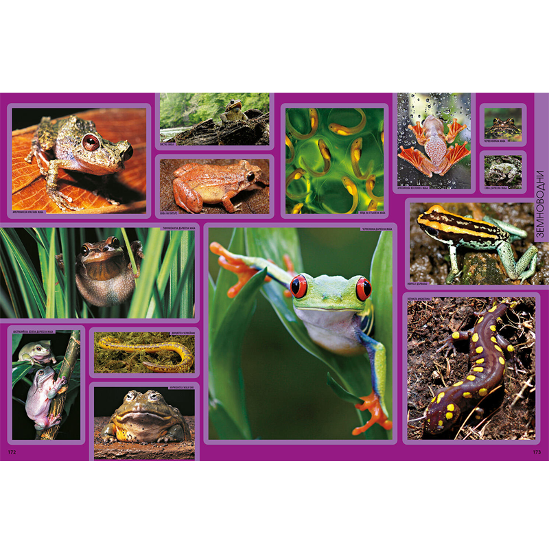 Enciklopediq za jivotnite National Geographic