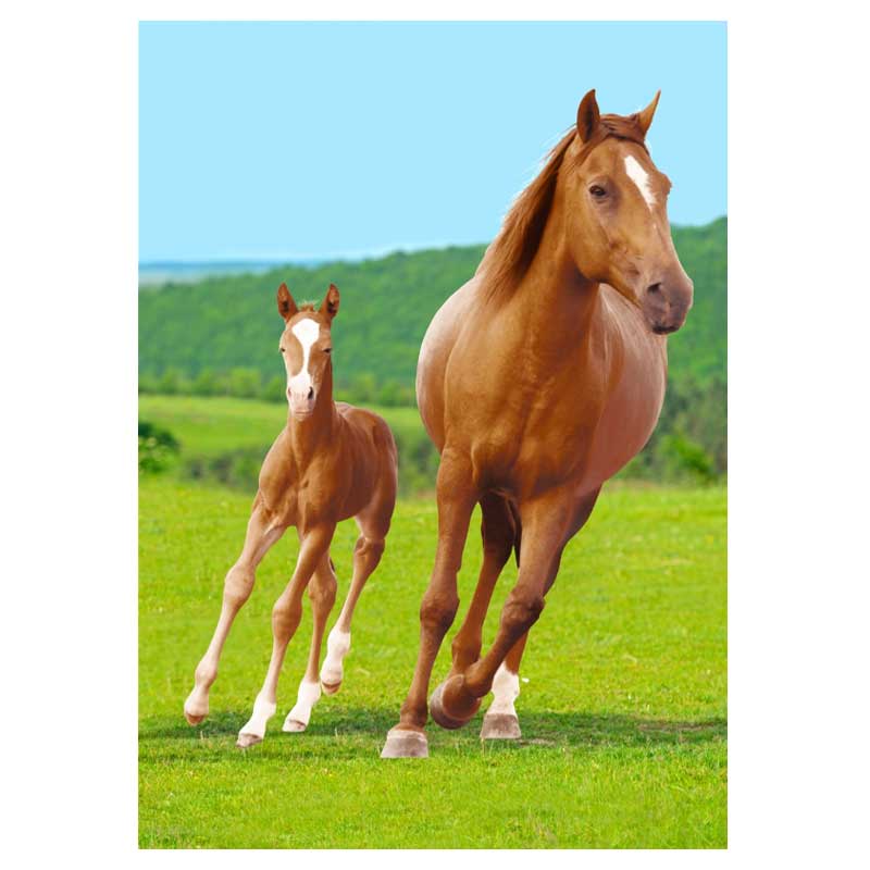 polareno odeqlo kone