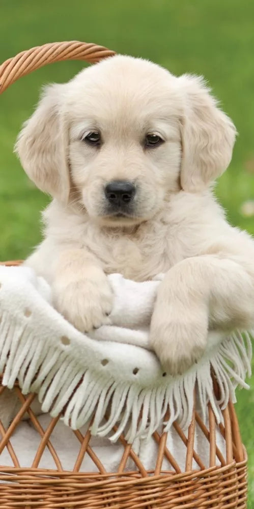 plajna karpa havliq kuche