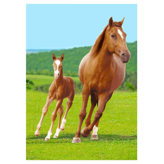 polareno odeqlo kone