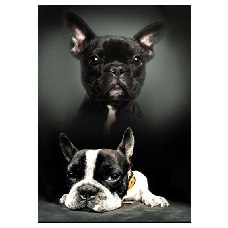 polareno odeqlo kuche frenski buldog