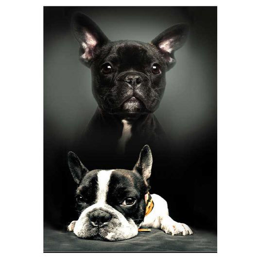 polareno odeqlo kuche frenski buldog